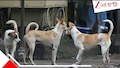 Street Dogs: রাস্তার কুকুরদের ৩ কোটি টাকার মাংস-ভাত খাওয়াবে পুরসভা!