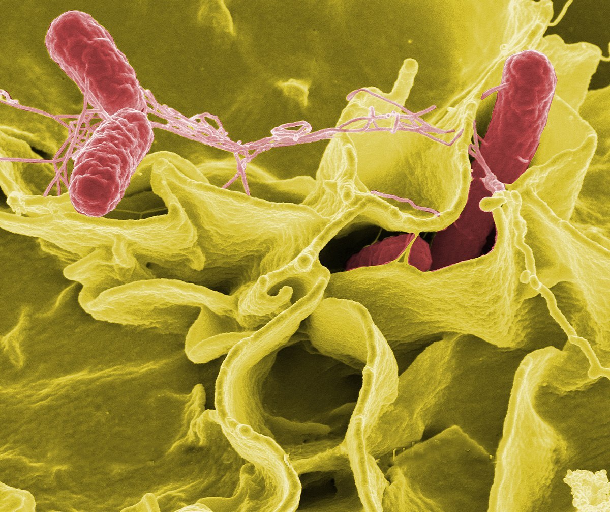 Deadly Virus Salmonella typhi spreading as Superbug