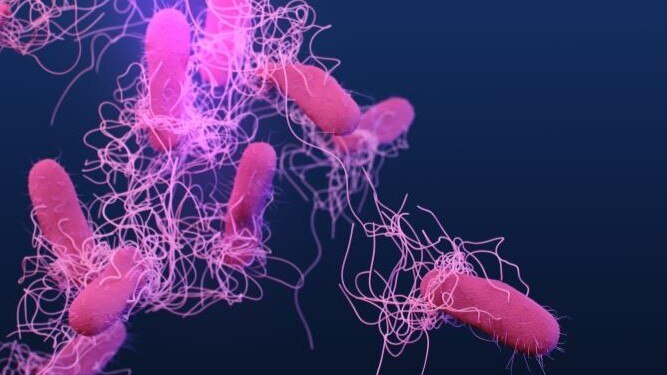 Deadly Virus Salmonella typhi spreading as Superbug
