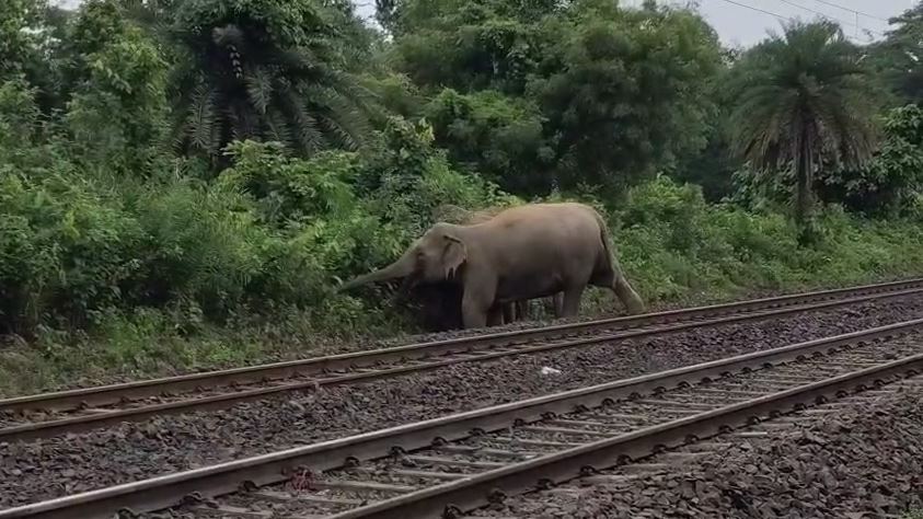 তিন হাতির মর্মান্তিক মৃত্যু