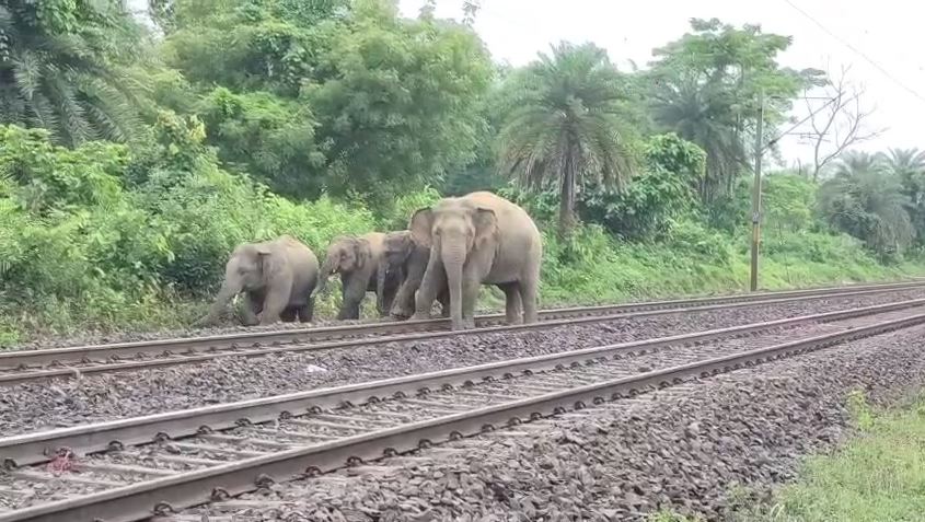 তিন হাতির মর্মান্তিক মৃত্যু