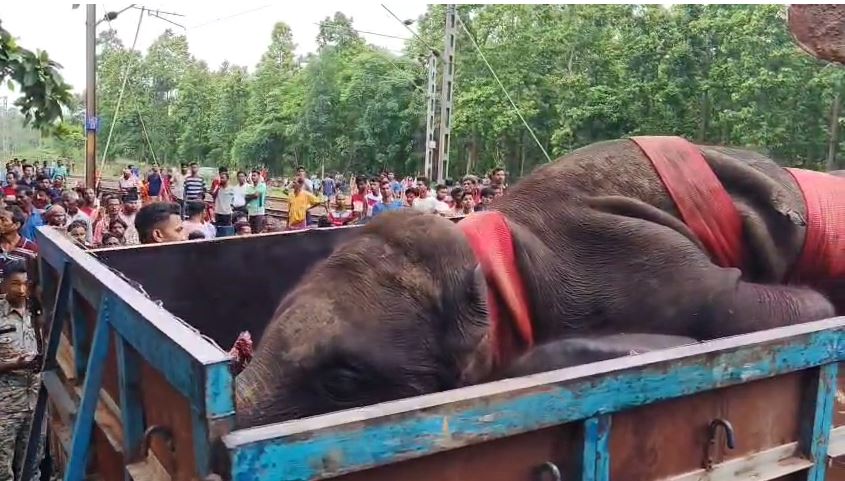 তিন হাতির মর্মান্তিক মৃত্যু
