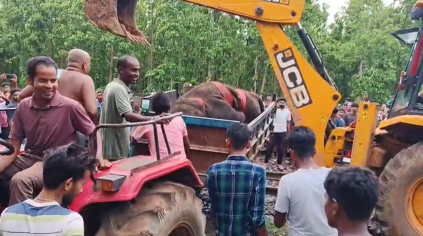 তিন হাতির মর্মান্তিক মৃত্যু