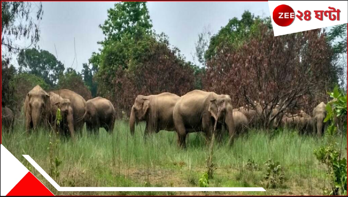 ভোররাতে ২০-২৫টি হাতি ঢুকে পড়ল গ্রামে, চালাল নির্মম তাণ্ডব! নষ্ট ধানখেত, সুপারিবাগান, সব্জি…ব্যাপক ক্ষয়ক্ষতি এবং…Destruction by Wild Elephants destroyed paddy field betel nuts green vegetables malbazar
