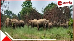 ভোররাতে ২০-২৫টি হাতি ঢুকে পড়ল গ্রামে, চালাল নির্মম তাণ্ডব! নষ্ট ধানখেত, সুপারিবাগান
