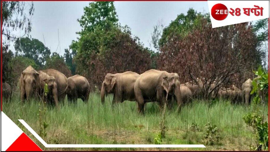 Wild Elephants: ভোররাতে ২০-২৫টি হাতি ঢুকে পড়ল গ্রামে, চালাল নির্মম তাণ্ডব! নষ্ট ধানখেত, সুপারিবাগান, সব্জি...ব্যাপক ক্ষয়ক্ষতি এবং...