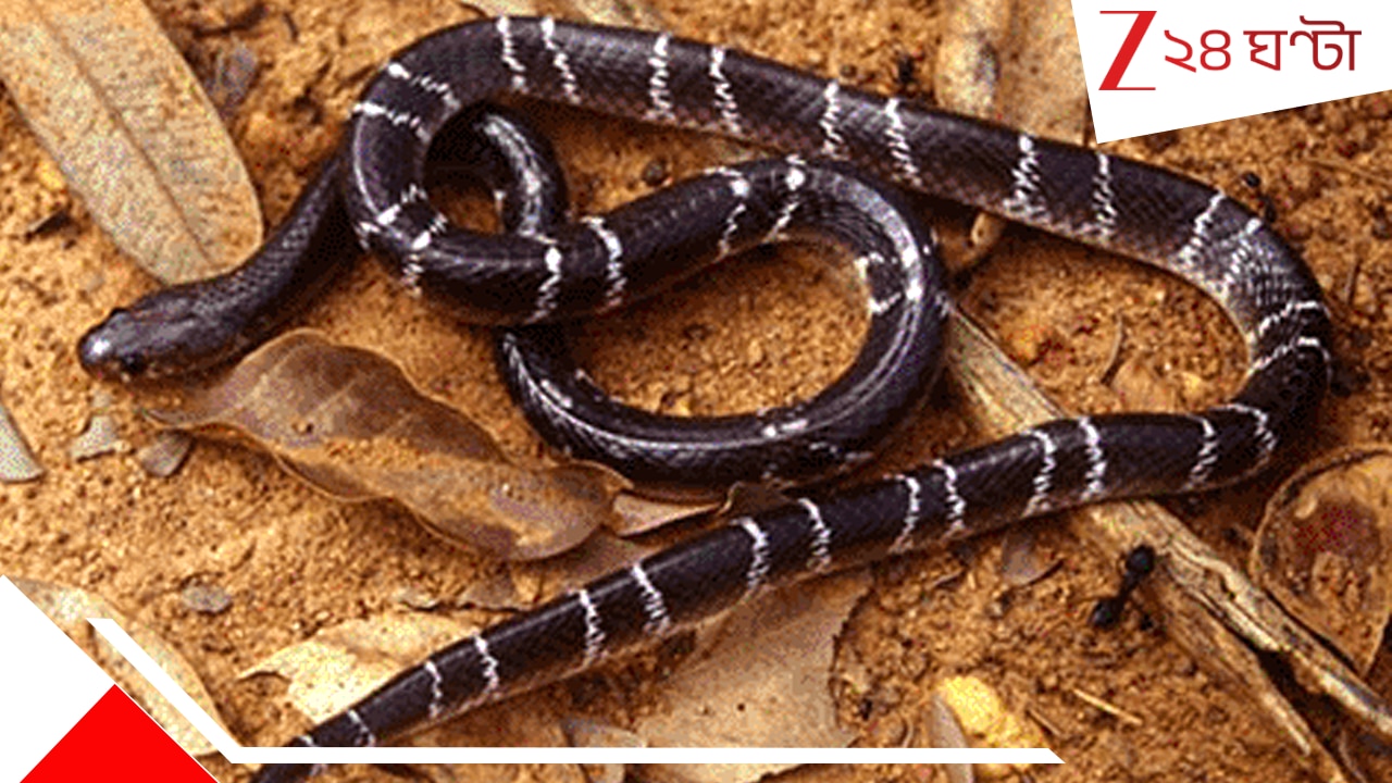Bardhaman Snakebite: স্থানীয় চিকিত্সকও বুঝতে পারেননি সাপে কামড়েছে, যখন বোঝা গেল তখন আর…
