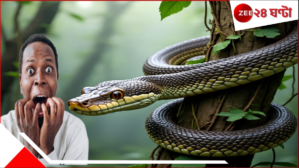 পাশেই জঙ্গল, সেখান থেকেই কি খাবারের খোঁজে গ্রামে চলে আসে বিশাল পাইথনটি? আতঙ্কের আবহে…।Python in Village after king cobra the big reptile in chandrakona found in night people scared