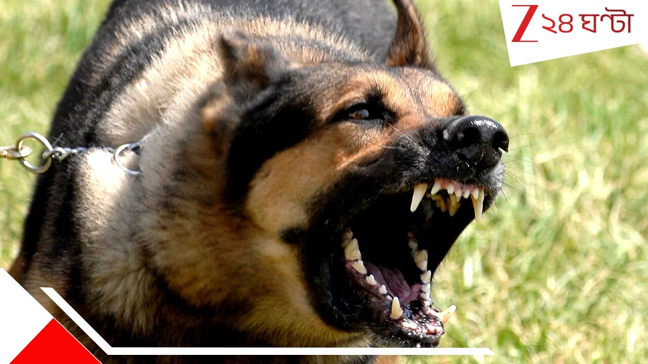German Shepherd attack: বকেয়া ছুঁয়েছে আকাশ! বিদ্যুত্‍ বিলের টাকা চাইতে গেলেন অফিসাররা, BITER কুত্তা লেলিয়ে দিল 'গুণধর'...
