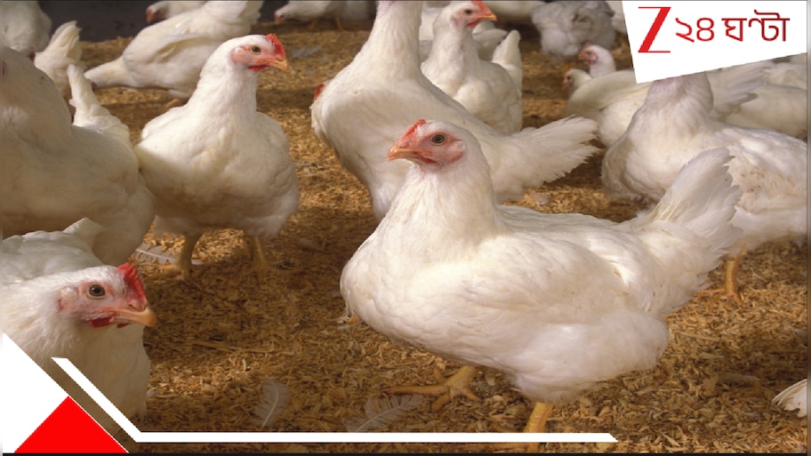 Chicken Supply Disruption: ব্রয়লার চিকেনের গাড়ি বন্ধ করে দেবেন মুরগি ব্যবসায়ীরা? কেন? কী হবে, তা হলে?