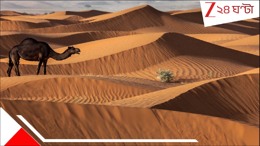 Saudi Arabia Imports Sand: নিজের দেশের অনন্ত বালি ব্যবহার করতে পারে না আরব! আমদানি করে রাশি রাশি বালি...আশ্চর্য!