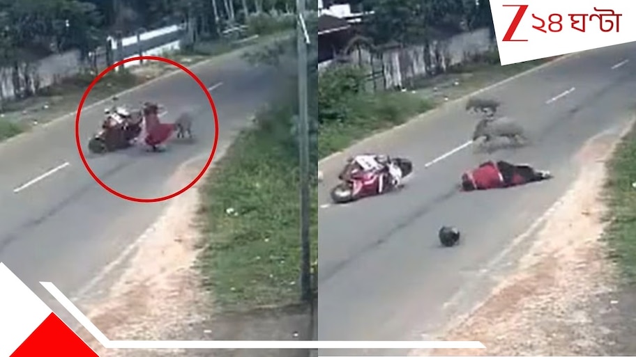 Wild Boars Crashes Woman: ছুটন্ত বাইকে বন্য শুয়োরের ধাক্কা! ছিটকে পড়ল হেলমেট, যুবতী নিঃসাড় রাস্তায়... ভয়ংকর ভিডিয়ো..