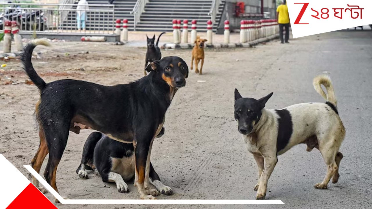 Supreme Court On Stray Dogs: ৮ সপ্তাহের মধ্যে সরাতে হবে সব রাস্তার কুকুর! 'সুপ্রিম' নির্দেশে বিতর্কের জেরে এবার প্রধান বিচারপতি-ই বললেন 'বড়' কথা... Supreme Court On Stray Dogs: ৮ সপ্তাহের মধ্যে সরাতে হবে সব রাস্তার কুকুর! 'সুপ্রিম' নির্দেশে বিতর্কের জেরে এবার প্রধান বিচারপতি-ই বললেন 'বড়' কথা...