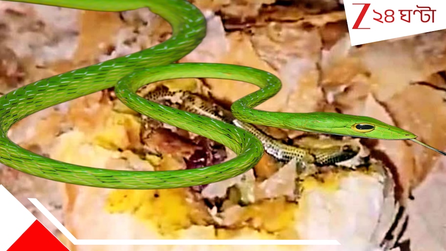 Snake In Curry: ইস! ট্যালটেলে তরকারিতে ঘুরছে সাপ! মা বাচ্চাদের সঙ্গে নিয়ে খেতে বসেছিলেন, দেখেই!! ছিঃ...