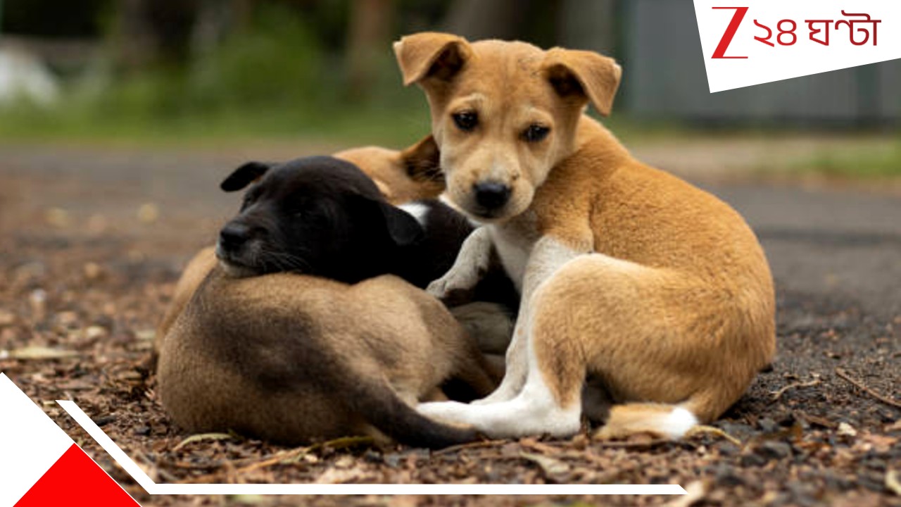 Stray Dogs Killed: '২৮০০ কুকুরকে নিজের হাতে খু*ন করে ক*বর দিয়েছি, বেশ করেছি!' আইনজীবীর ভয়ংকর জবানবন্দি... Stray Dogs Killed: '২৮০০ কুকুরকে নিজের হাতে খু*ন করে ক*বর দিয়েছি, বেশ করেছি!' আইনজীবীর ভয়ংকর জবানবন্দি...