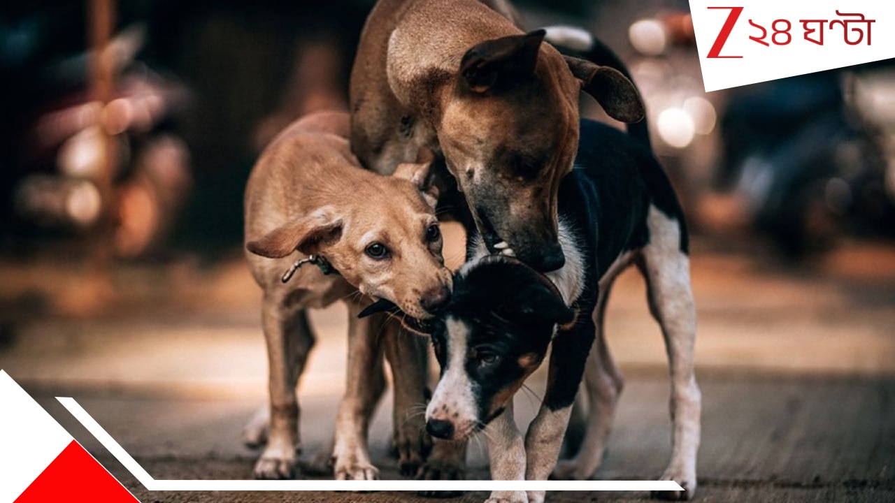 Jalpaiguri Street Dog: সারা দেশে কুকুর-বিতর্কের মধ্যেই ১২ পথ-কুকুরকে বিষ মিশিয়ে… হাড়হিম নৃশংসতা …