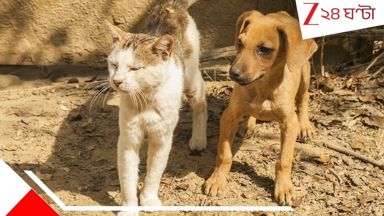 Dog Trafficking: ডগ স্যান্ডউইচ, চিলি ক্যাট! পর্ণশ্রীর শেলটারে টুকরো টুকরো করে কাটা বেড়াল-কুকুরের দে*হ... পাচারের জন্যই...