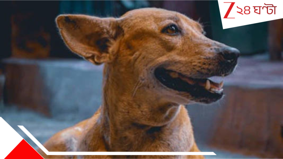 Stray dog attack: পথকুকুরের ভয়ংকর আক্রমণ! মুখ-শরীরের নানা জায়গায় কা*মড়, ৪ বছরের শিশু শেষমেশ...