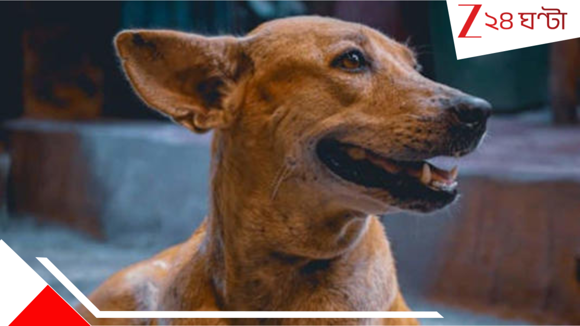 Stray dog attack: পথকুকুরের ভয়ংকর আক্রমণ! মুখ-শরীরের নানা জায়গায় কা*মড়, ৪ বছরের শিশু শেষমেশ... Stray dog attack: পথকুকুরের ভয়ংকর আক্রমণ! মুখ-শরীরের নানা জায়গায় কা*মড়, ৪ বছরের শিশু শেষমেশ...