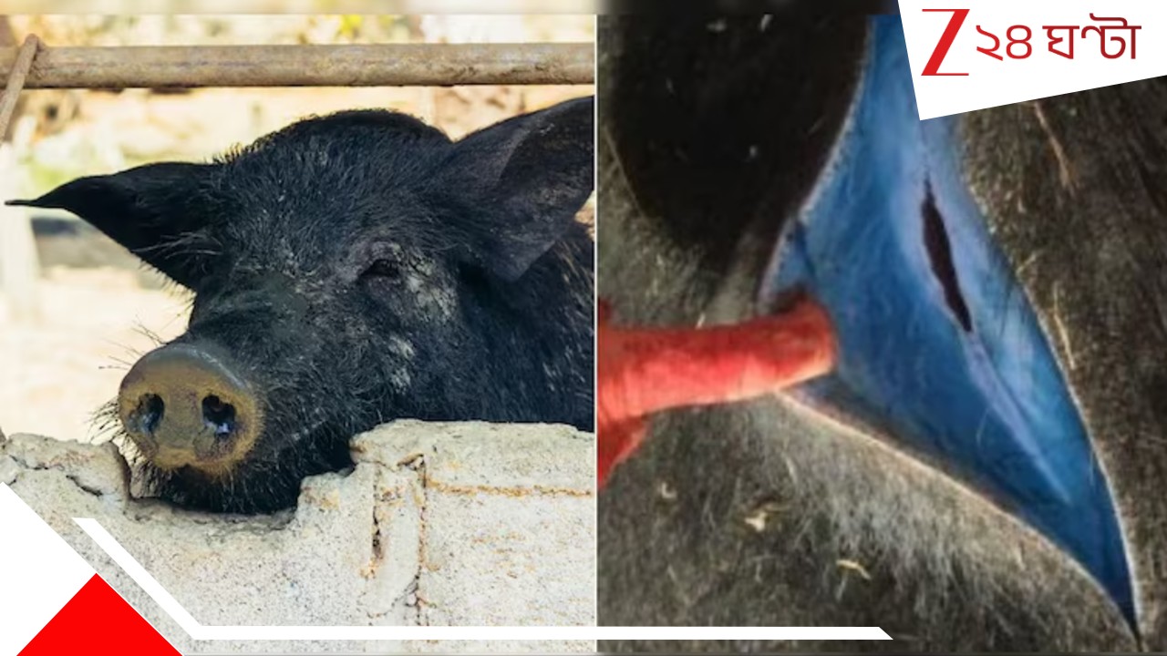 Meat-Eaters: কাটলেই নীল হয়ে যাচ্ছে মাংস! Pork-প্রেমীদের ভয়ংকর বিপদের খবর দিল গবেষকরা... Meat-Eaters: কাটলেই নীল হয়ে যাচ্ছে মাংস! Pork-প্রেমীদের ভয়ংকর বিপদের খবর দিল গবেষকরা...