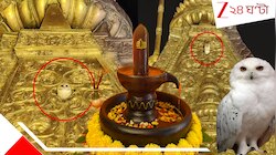 অবিশ্বাস্য! বারাণসীর বিশ্বনাথ মন্দিরের সোনালি চূড়ায় বিরল সাদা পেঁচা! দেবী লক্