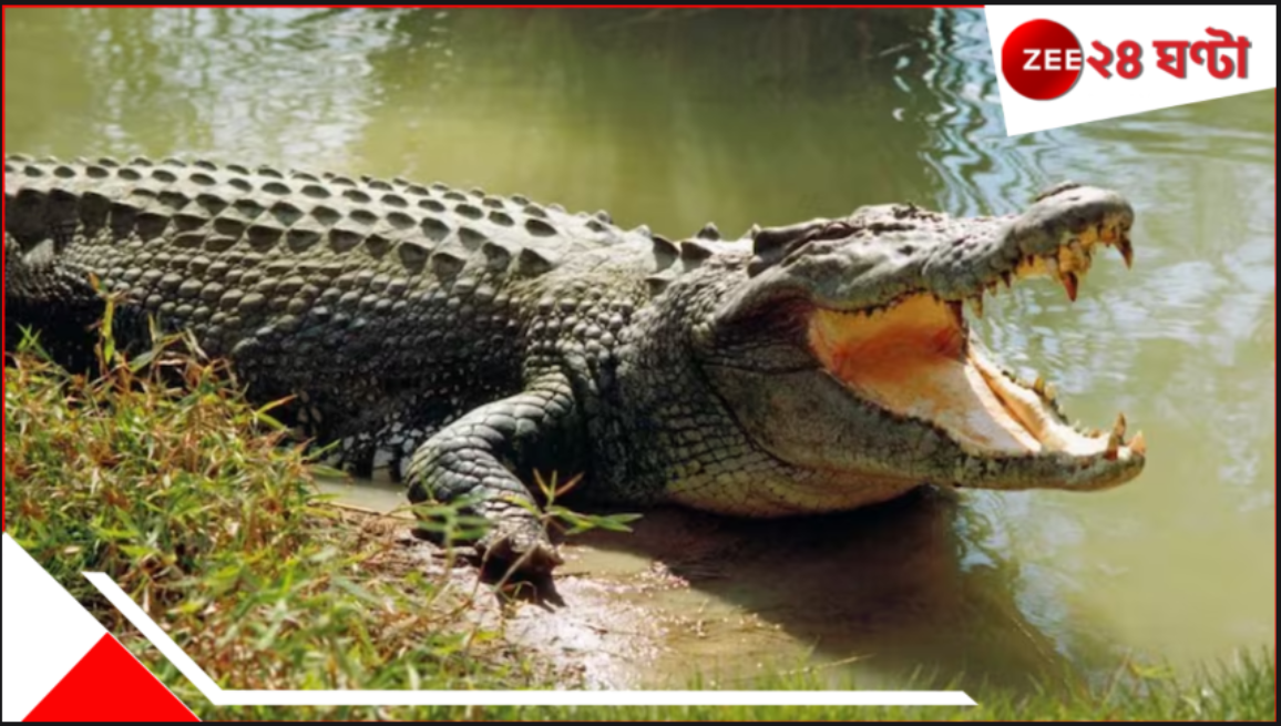Woman fights off Crocodile: পাঁচের কোলের সন্তানকে বাঁচাতে মরণপণ মায়ের, হিংস্র ধারাল দাঁতে আটকেও কুমিরকে হারিয়ে জয়ী! Woman fights off Crocodile: পাঁচের কোলের সন্তানকে বাঁচাতে মরণপণ মায়ের, হিংস্র ধারাল দাঁতে আটকেও কুমিরকে হারিয়ে জয়ী!
