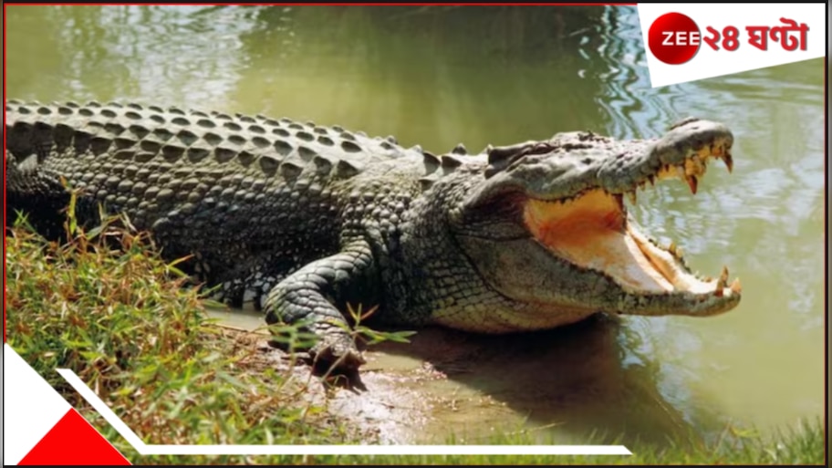 Woman fights off Crocodile: পাঁচের কোলের সন্তানকে বাঁচাতে মরণপণ মায়ের, হিংস্র ধারাল দাঁতে আটকেও কুমিরকে হারিয়ে জয়ী!