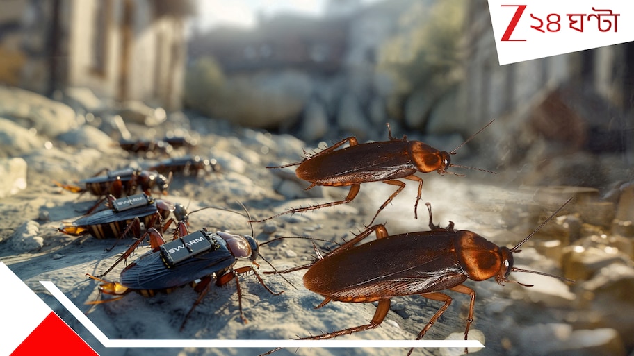 Spy cockroaches: আপনার ঘরের মেঝেতে শত্রুপক্ষের ভয়ংকর এক আরশোলা ঘুরছে না তো? ওরা কিন্তু সমূলে ধ্বংস করে দিতে পারে...সাবধান!! 