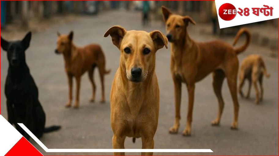 SC Verdict on Stray Dogs: ধরে নিয়ে গিয়ে করা হবে...পথকুকুর বিতর্কে নয়া 'সুপ্রিম' রায়!