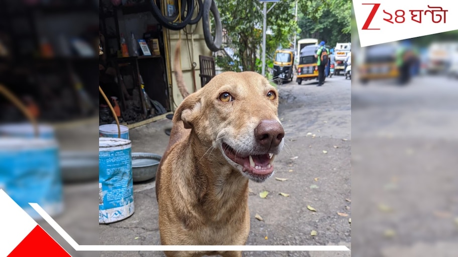 Street dog carrying newborn head: হাসপাতালে মুখে করে নবজাতকের মা*থা নিয়ে যাচ্ছে কুকুর! হাড়হিম দৃশ্য...