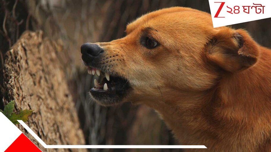 Stray dog killed and consumed body parts: বন্ধ ঘরের ভিতর একাকী ৮০-র বৃদ্ধকে মে*রে হাত-পা খে*য়ে নিল কুকুরে!