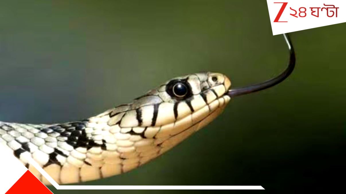 Snake Bite Death: জুতোর মধ্যে লুকিয়ে বিষধর! 'অসাড়' পায়ে ছোবল খেয়ে ঢলে পড়লেন IT ইঞ্জিনিয়ার... Snake Bite Death: জুতোর মধ্যে লুকিয়ে বিষধর! 'অসাড়' পায়ে ছোবল খেয়ে ঢলে পড়লেন IT ইঞ্জিনিয়ার...