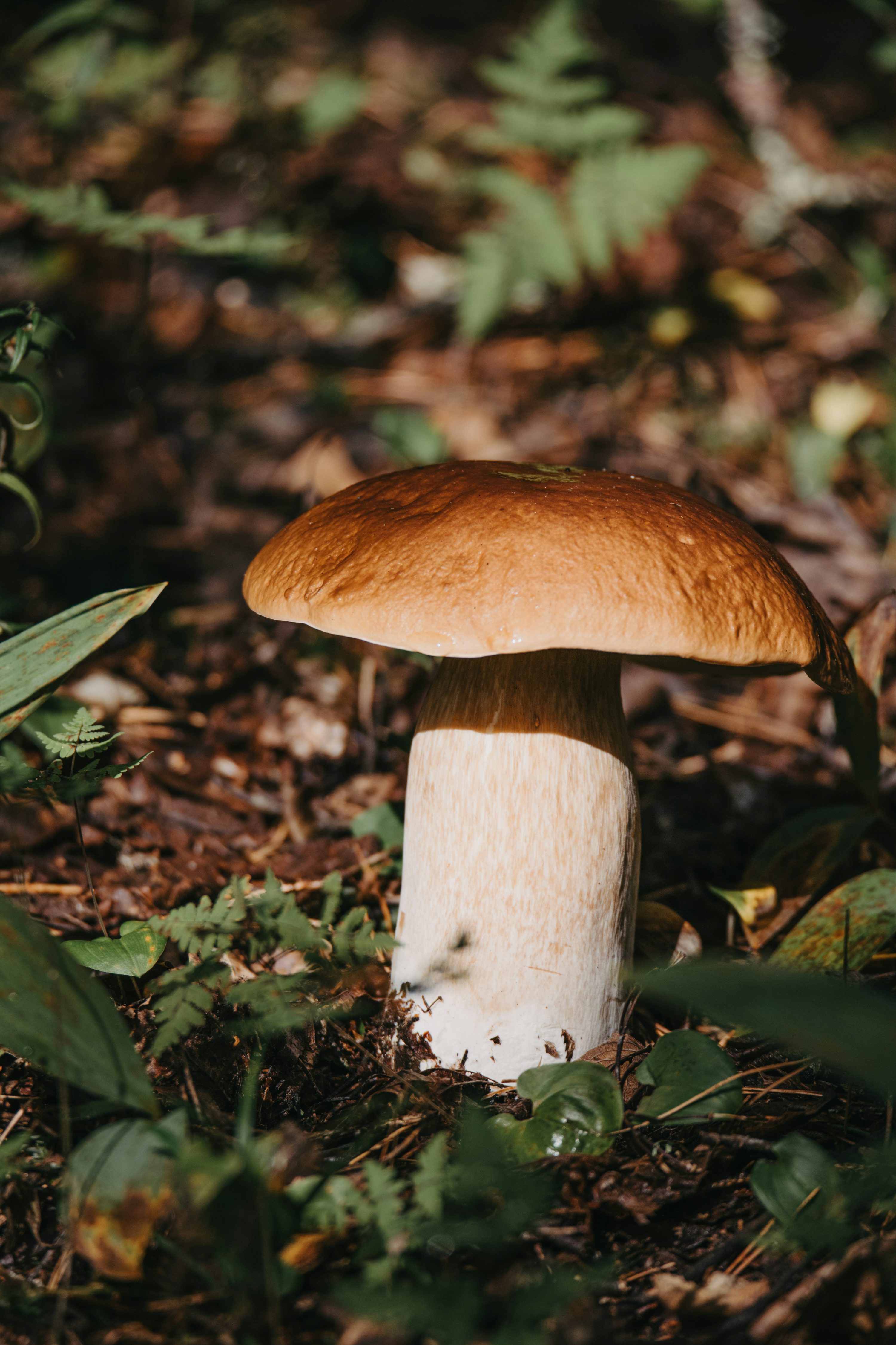  Father daughter died eating deadly mushrooms