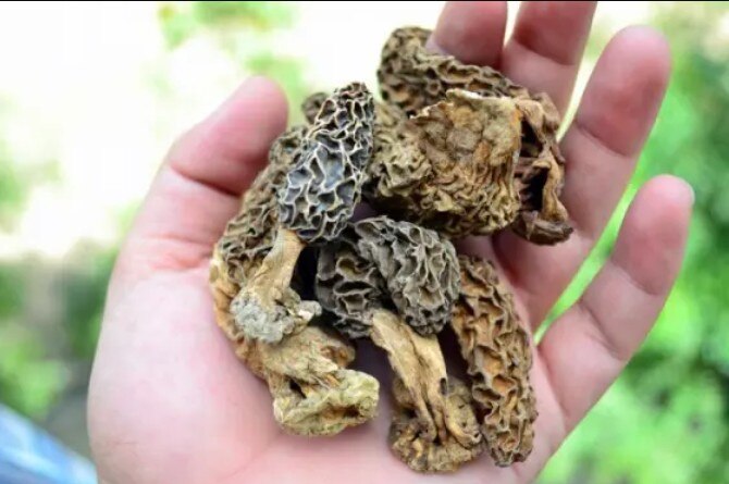  Father daughter died eating deadly mushrooms