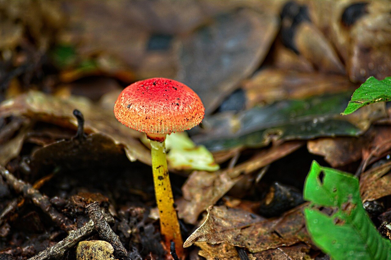  Father daughter died eating deadly mushrooms