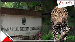 জেএনইউ-র ক্যাম্পাসে চিতাবাঘ! পথ কুকুরদের খাওয়াতে গিয়ে পড়ুয়ার... তুমুল আতঙ্ক...