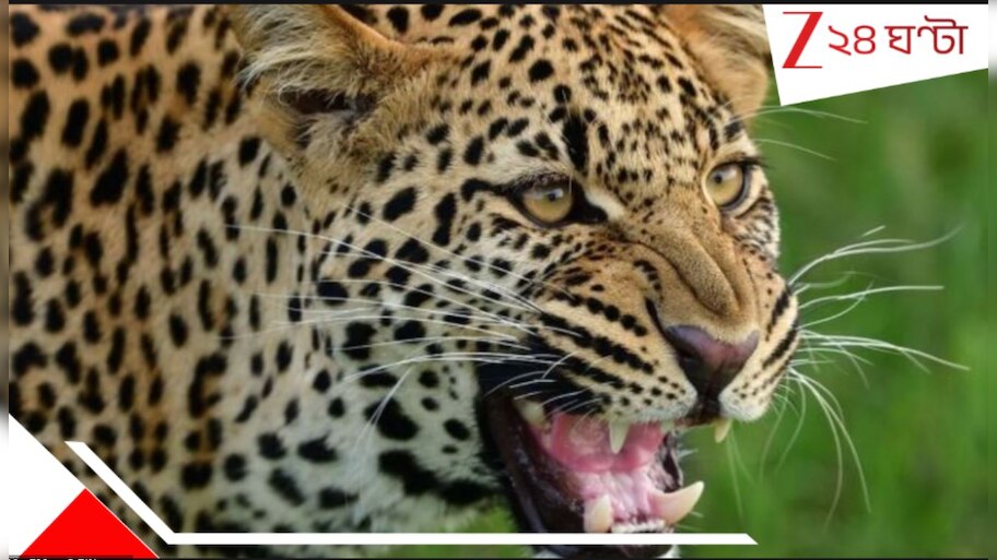 Leopard Attack: ডুয়ার্সে 'মানুষখেকো' চিতাবাঘ! রাতে বাড়ি থেকে কিশোরকে... তুমুল আতঙ্ক