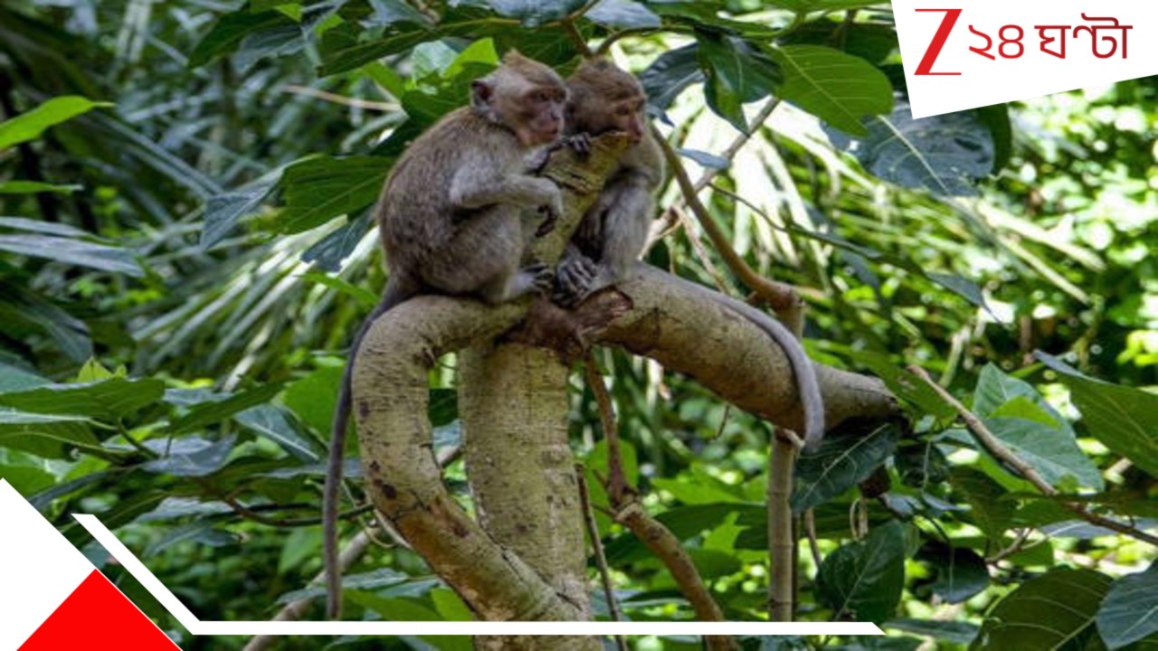 Schoolgirl mauled by monkey: 'সেকেন্ডের মধ্যে লাফিয়ে পড়ল কাঁধে, তাড়াতে যেতেই দাঁত বসিয়ে দেয়...' বানরের পার্কে ঘুরতে গিয়ে কিশোরীর ভয়াবহ পরিণতি... Schoolgirl mauled by monkey: 'সেকেন্ডের মধ্যে লাফিয়ে পড়ল কাঁধে, তাড়াতে যেতেই দাঁত বসিয়ে দেয়...' বানরের পার্কে ঘুরতে গিয়ে কিশোরীর ভয়াবহ পরিণতি...