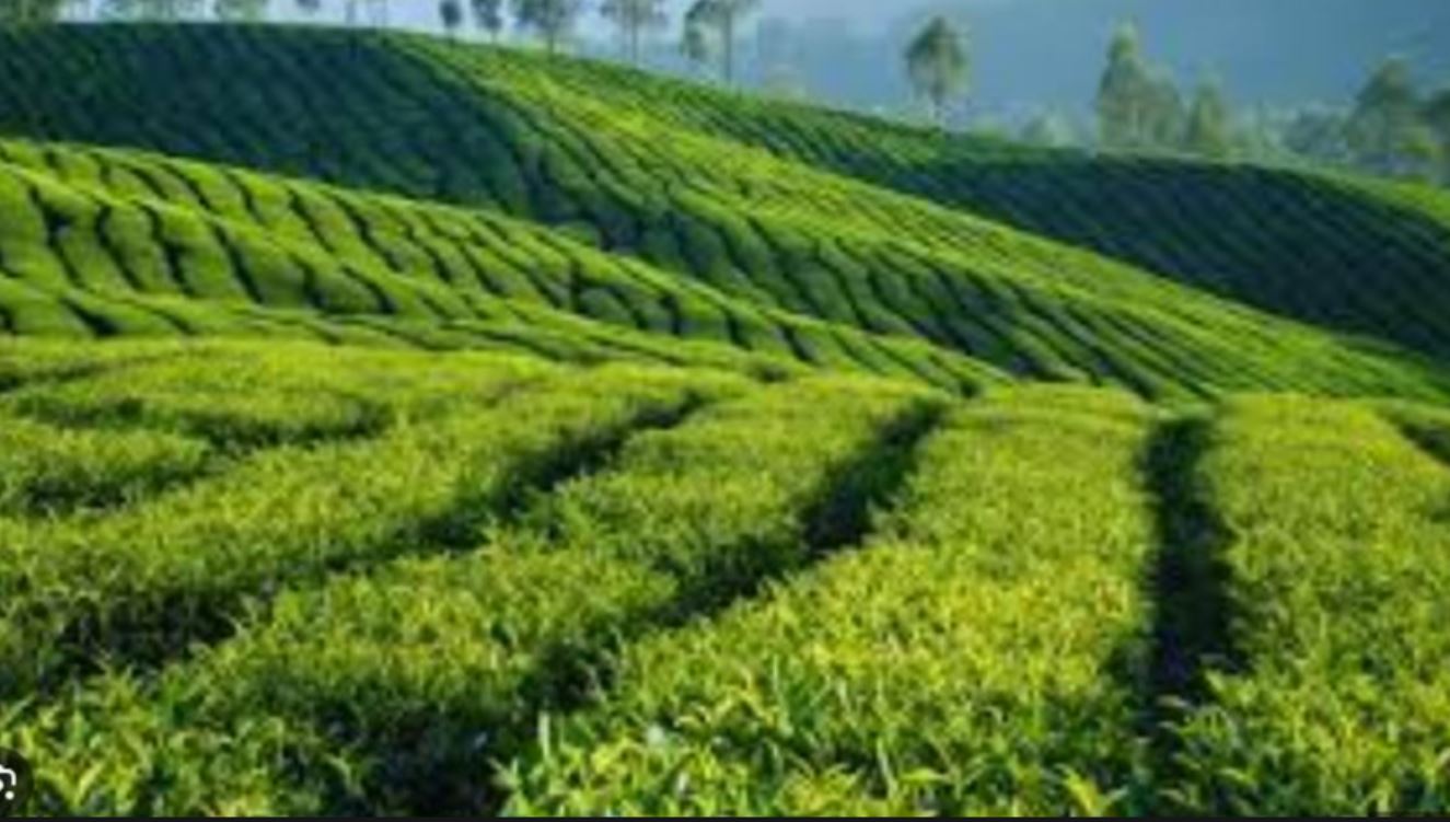 পুজোর মুখে বন্ধ চা বাগান
