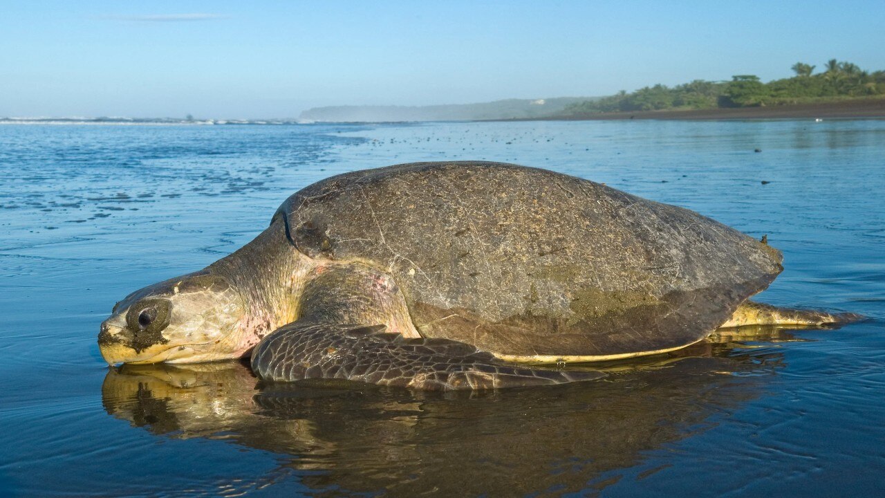 অলিভ রিডলি কচ্ছপ (Olive Ridley Turtle)
