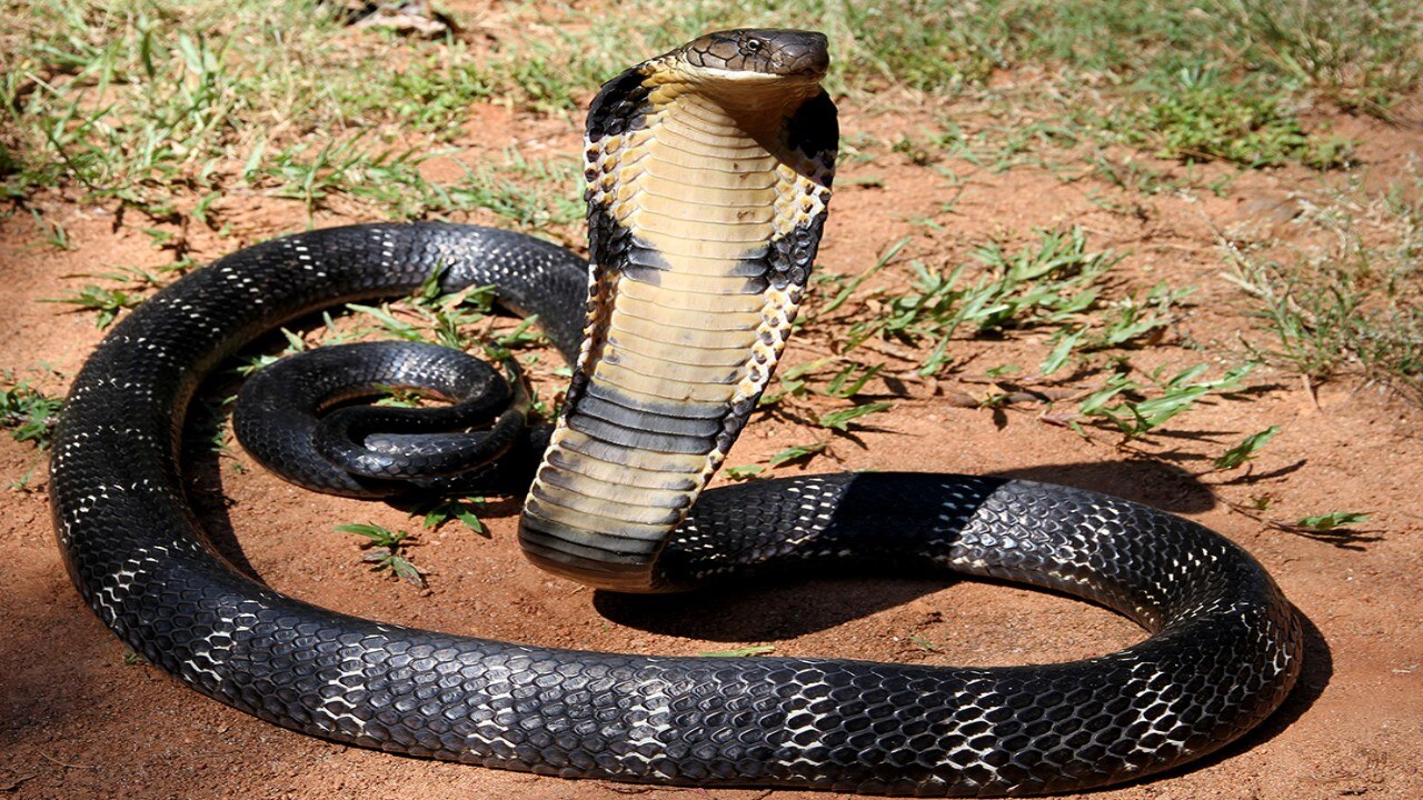 কিং কোবরা (King Cobra)
