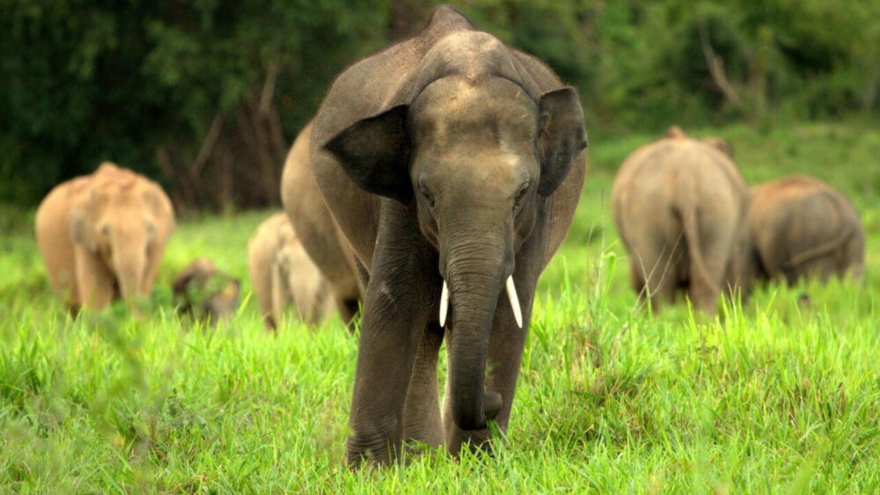 এশিয়ান হাতি (Asian Elephant)
