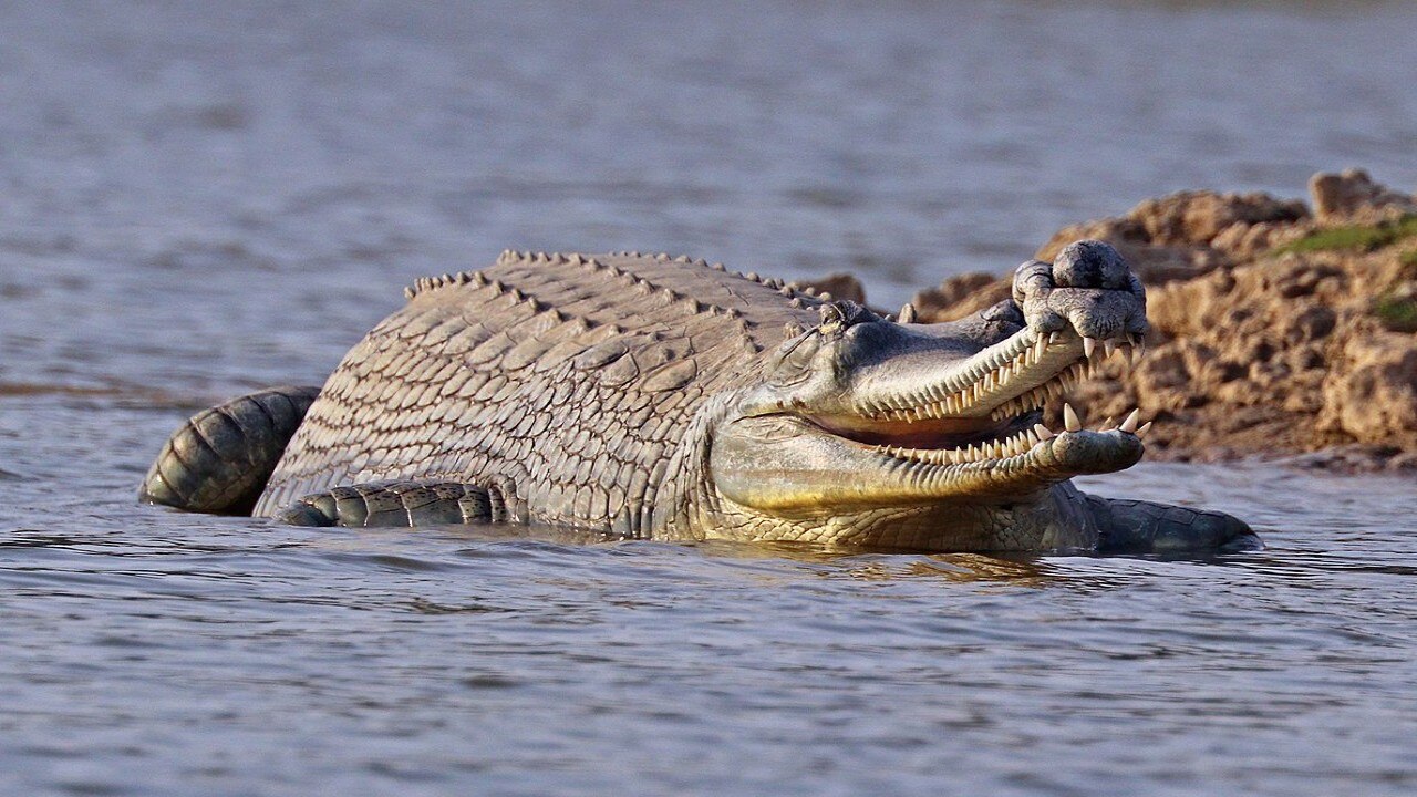 ঘরিয়াল (Gharial)