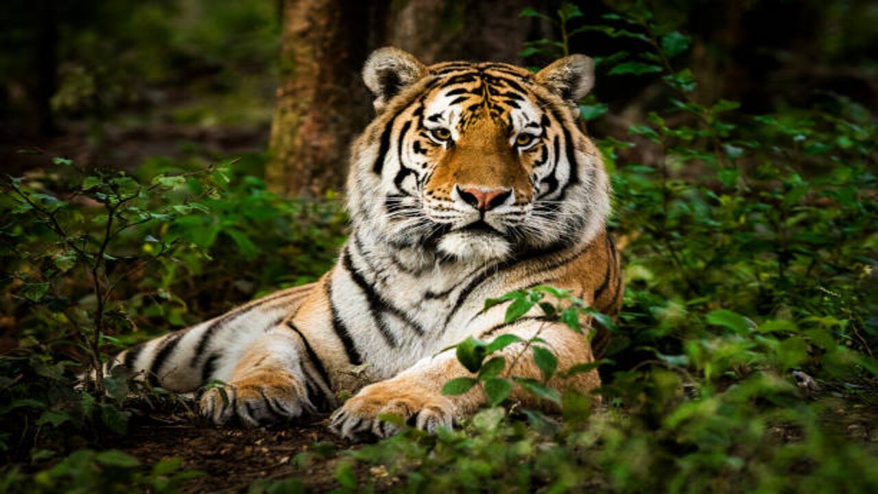 রয়্যাল বেঙ্গল টাইগার (Royal Bengal Tiger)