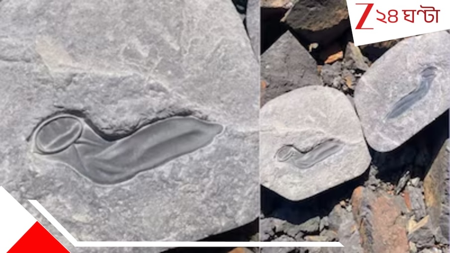 Man Finds ‘Dinosaur Condom’: কন্ডোম ব্যবহার করত ডাইনোসরেরা? পাথর ভাঙতেই মিলল বিশাল জীবাশ্ম, দেখুন ভিডিয়ো...