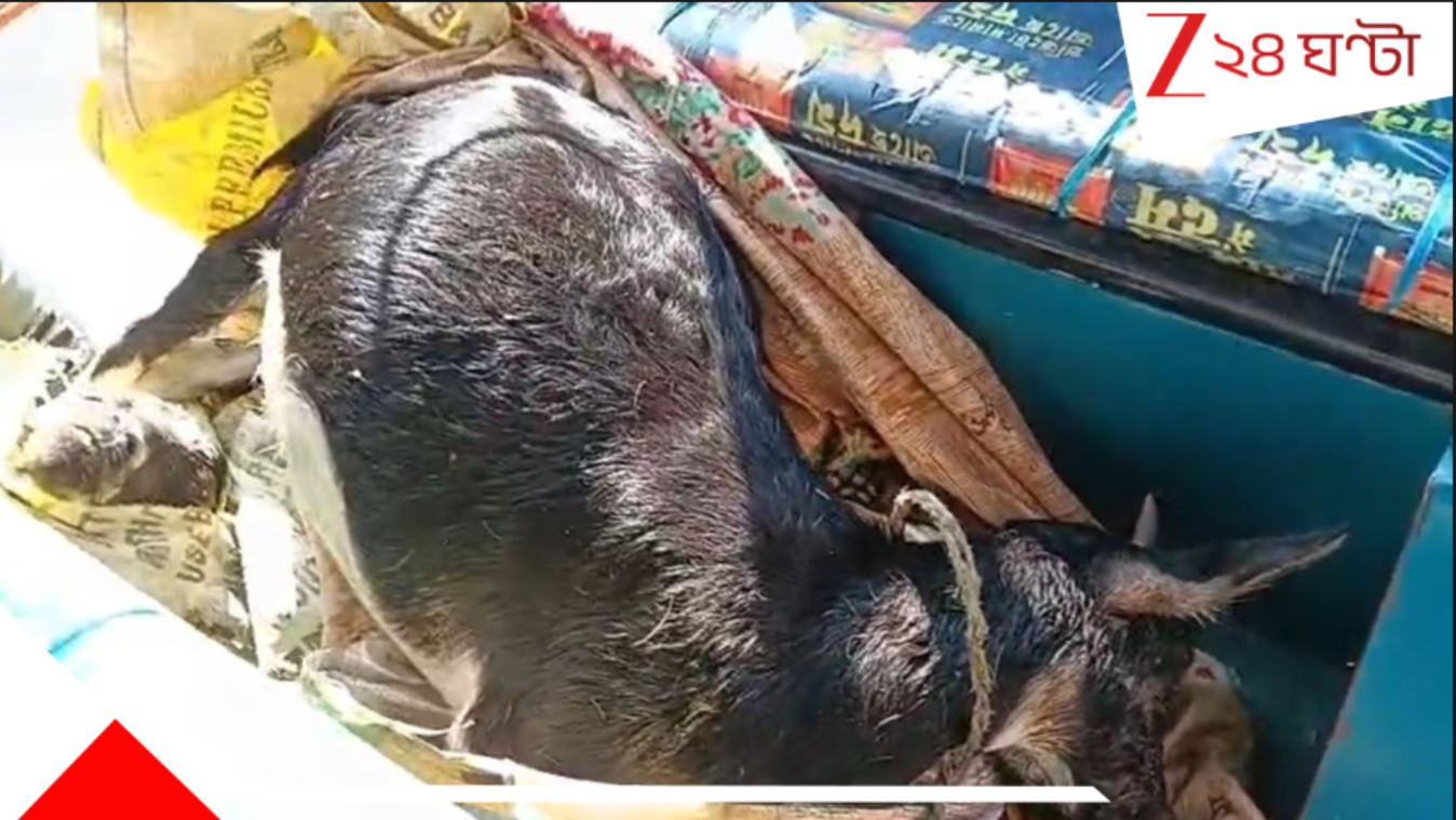 গর্ভবতী ছাগলকে বিষ দিয়ে মেরেছে কে? বিচার চাই! মৃতদেহ নিয়ে থানায় হাজির রঞ্জিত… তুলকালাম…A Goat reportedly murdered in Jalpaiguri