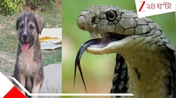বিষাক্ত সাপের মারণ ছোবল, কোবরা-কুকুরের লড়াইয়ে শেষপর্যন্ত...