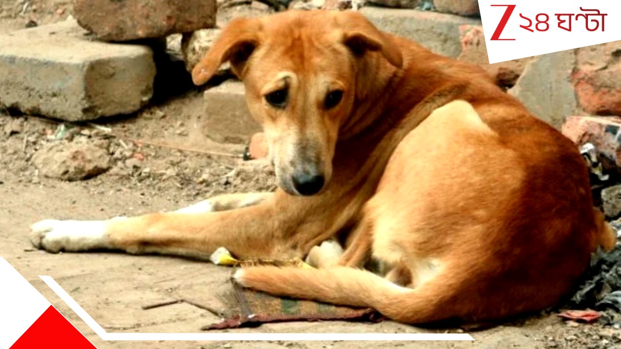 Street Dog Assault: কেটে নিয়েছে যৌনাঙ্গ! কাটা লেজ-কানও! ৫ পথকুকুরের উপর নৃশংস-নির্মম-বীভৎস হাড়হিম অত্যাচার... Street Dog Assault: কেটে নিয়েছে যৌনাঙ্গ! কাটা লেজ-কানও! ৫ পথকুকুরের উপর নৃশংস-নির্মম-বীভৎস হাড়হিম অত্যাচার...