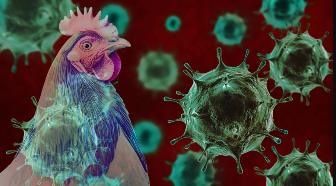 Deadly Bird Flu Virus Hits, High Alert
