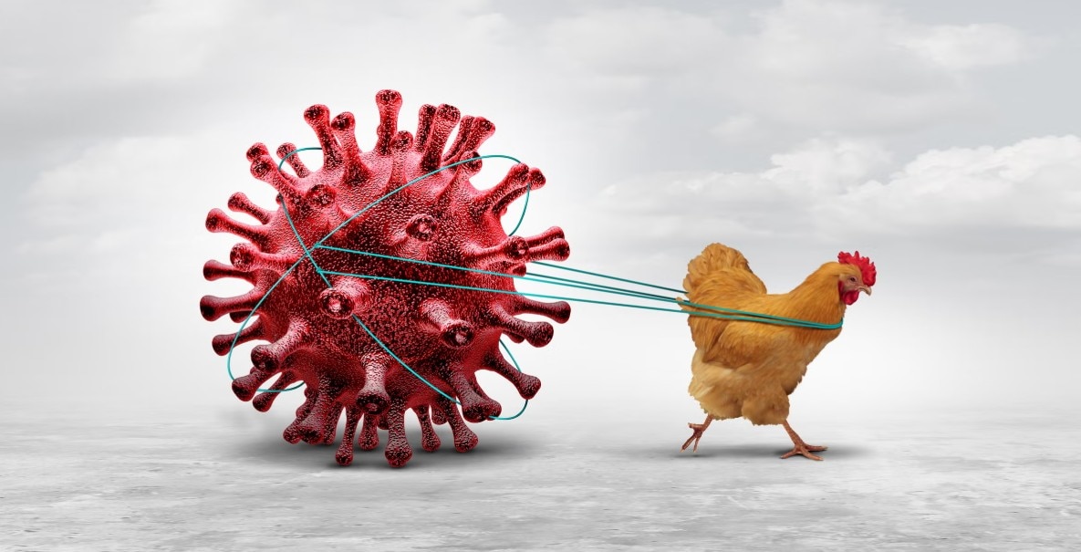 Deadly Bird Flu Virus Hits, High Alert